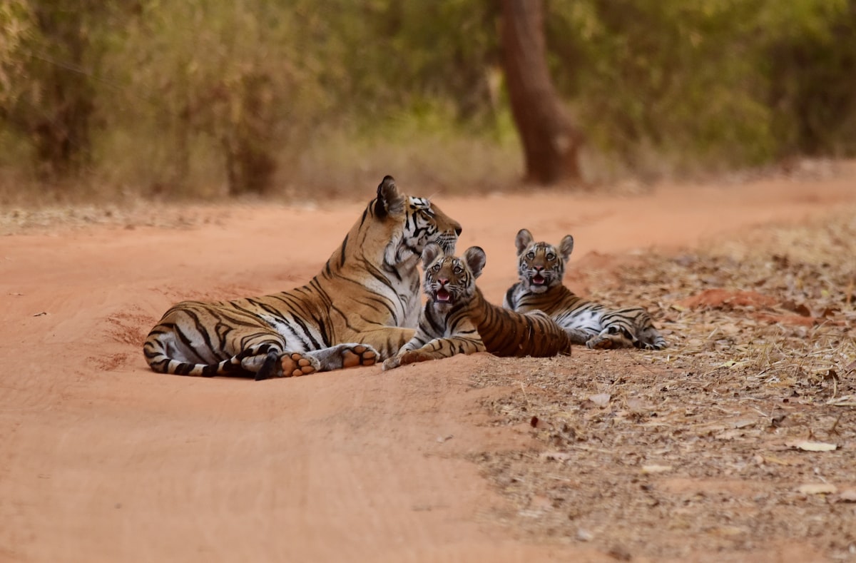 Tigress with cubs on a forest track at Ranthambhore Tiger Reserve