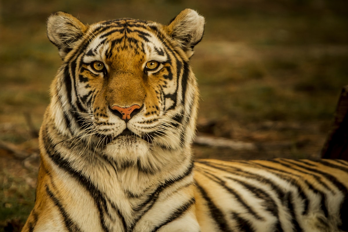Majestic Royal Bengal tiger in Ranthambhore National Park