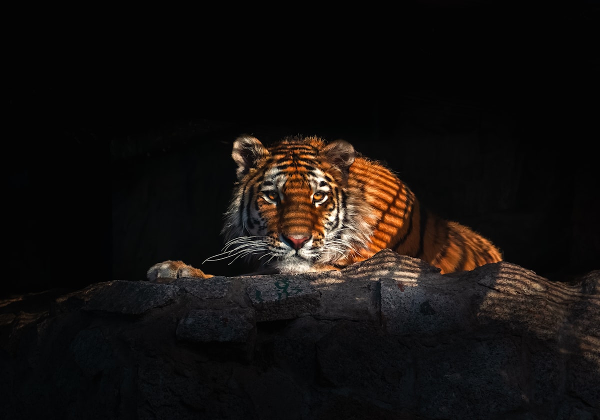Dramatic portrait of a Bengal tiger at Ranthambhore